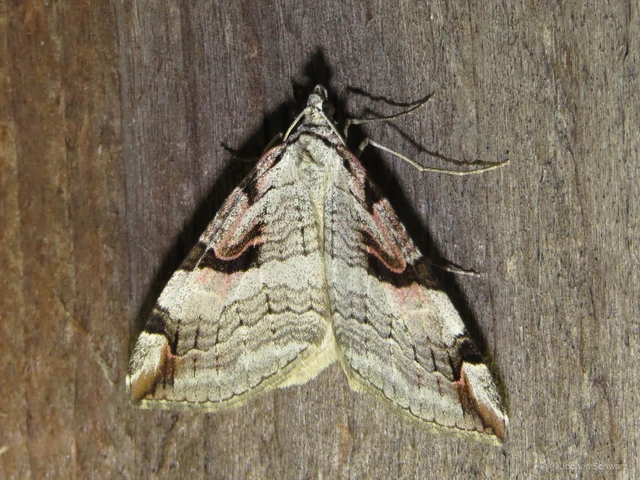 Aplocera praeformata - hegyi csíkosaraszoló