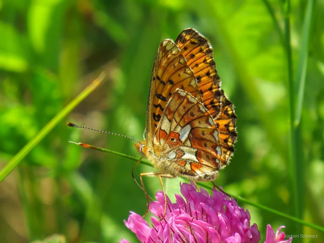 Boloria euphrosyne - árvácska-gyöngyházlepke Boloria euphrosyne - árvácska-gyöngyházlepke
