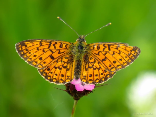Boloria selene - fakó gyöngyházlepke
