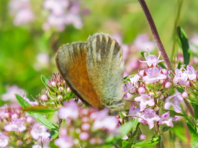 Coenonympha glycerion - közönséges szénalepke