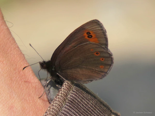 Erebia medusa - tavaszi szerecsenlepke