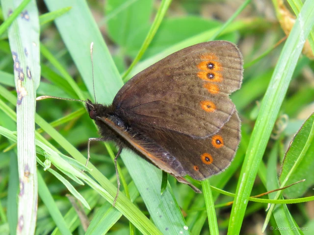 Erebia medusa - tavaszi szerecsenlepke