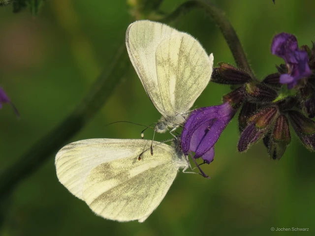 Leptidea sinapis - mustárlepke