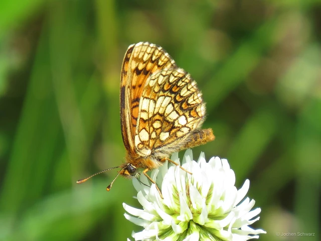 Melitaea aurelia - recés tarkalepke