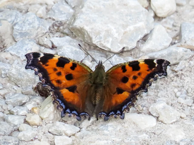 Nymphalis xanthomelas - vörös rókalepke