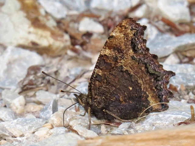 Nymphalis xanthomelas - vörös rókalepke