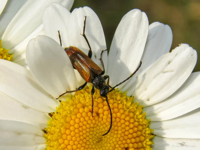 Pseudovadonia livida - barnás virágcincér