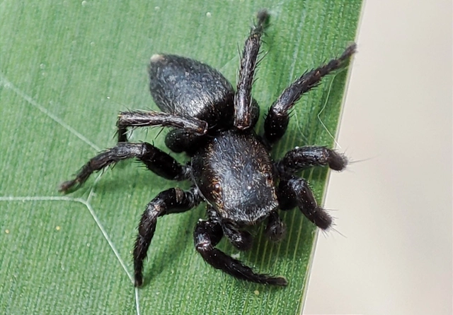 Phlegra fasciata - sávos ugrópók
