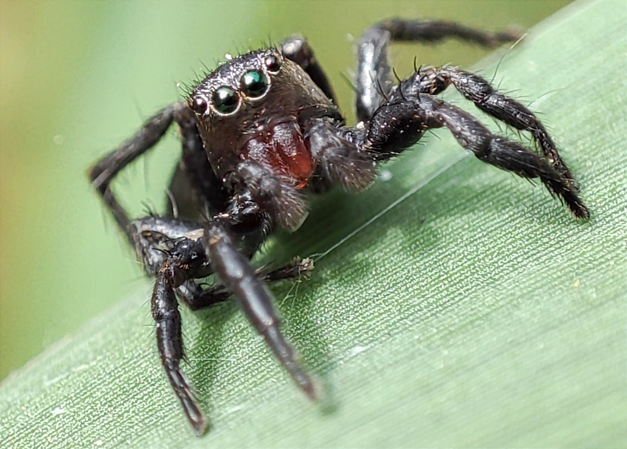 Phlegra fasciata - sávos ugrópók