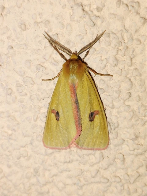 Diacrisia sannio - vörösszélű medvelepke