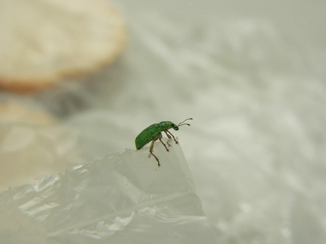 Polydrusus formosus - selymes lombormányos