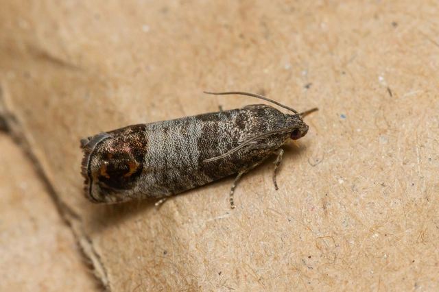 Cydia pomonella - almamoly