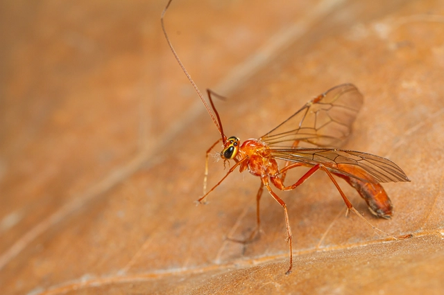 Ophion obscuratus