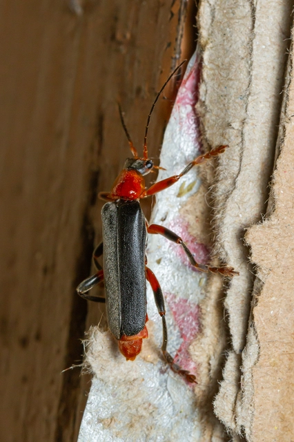 Cantharis livida - mezei lágybogár