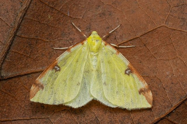 Opisthograptis luteolata - citromsárga araszoló