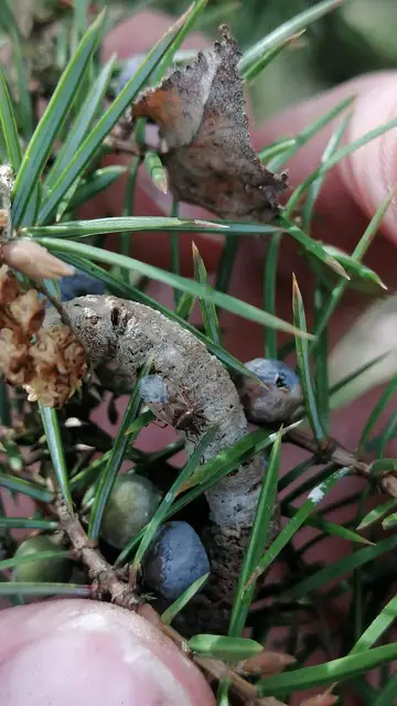 Kleidocerys resedae - nyírbodobács