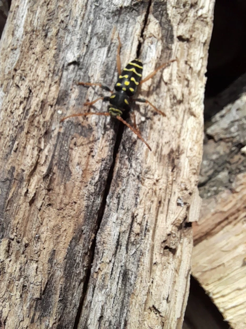 Plagionotus arcuatus - bársonyos darázscincér