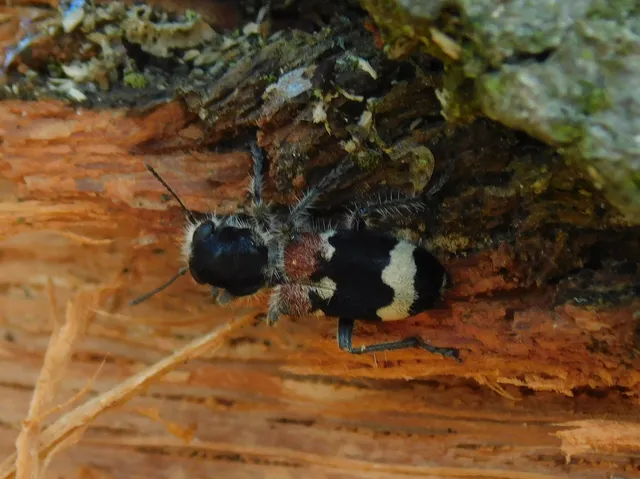 Clerus mutillarius - feketenyakú szúfarkas