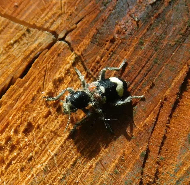 Clerus mutillarius - feketenyakú szúfarkas