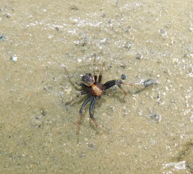 Xysticus lanio