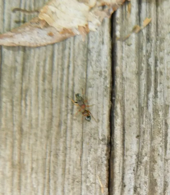 Myrmarachne formicaria - nagy hangyautánzópók