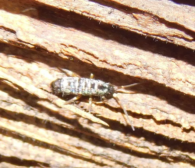 Collembola - Ugróvillások