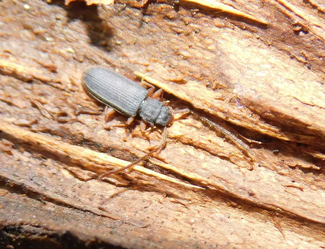 Uleiota planatus - hosszúcsápú fogasnyakú-lapbogár