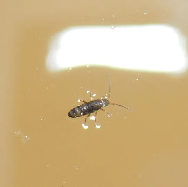 Collembola - Ugróvillások