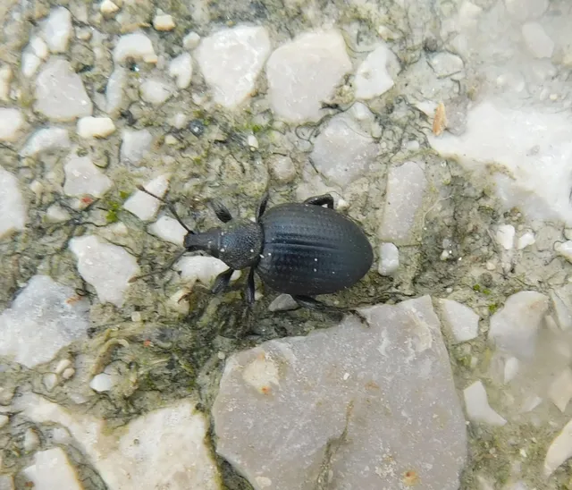 Otiorhynchus catenulatus - gyászos gyalogormányos