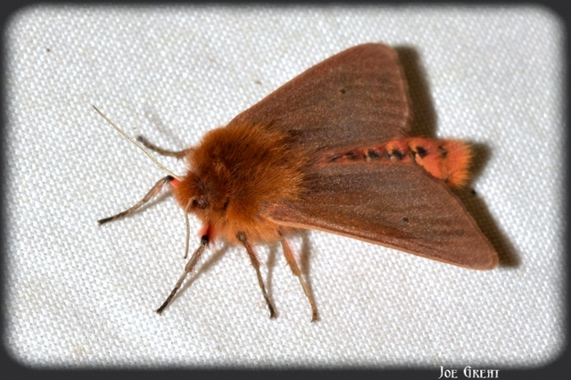 Phragmatobia fuliginosa - füstös medvelepke