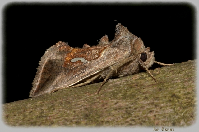 Macdunnoughia confusa - cseppfoltos ezüstbagoly