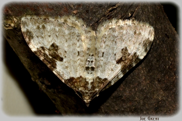 Xanthorhoe fluctuata - közönséges tarkaaraszoló