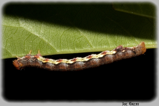 Erannis defoliaria - nagy téliaraszoló