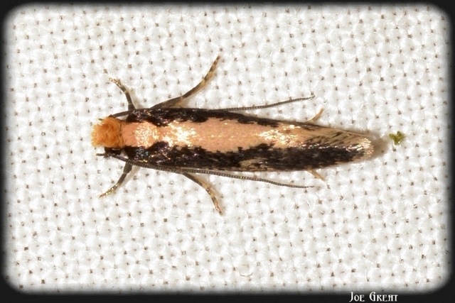 Tineidae - ruhamolyfélék
