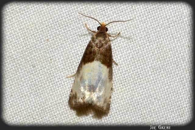 Notocelia cynosbatella - rózsahajtás-tükrösmoly