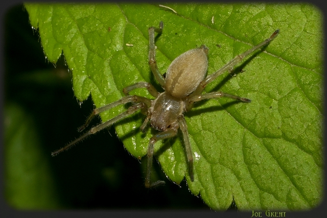 Cheiracanthium