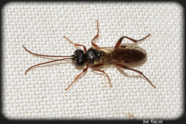 Hymenoptera - Hártyásszárnyúak