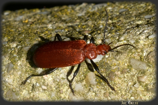 Pyrochroa serraticornis - közép-bíborbogár