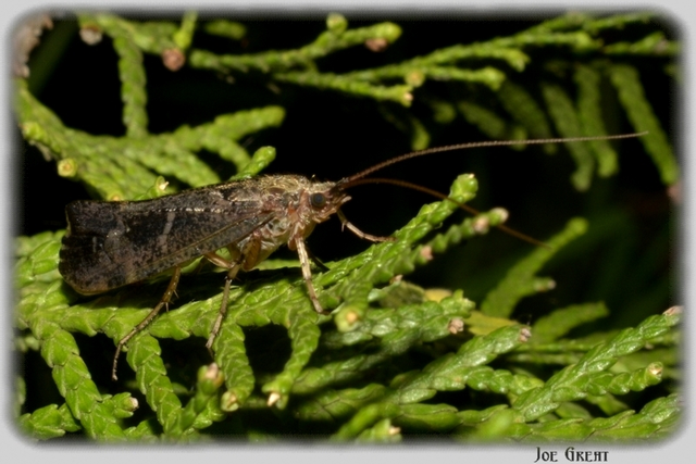 Trichoptera - Tegzesek