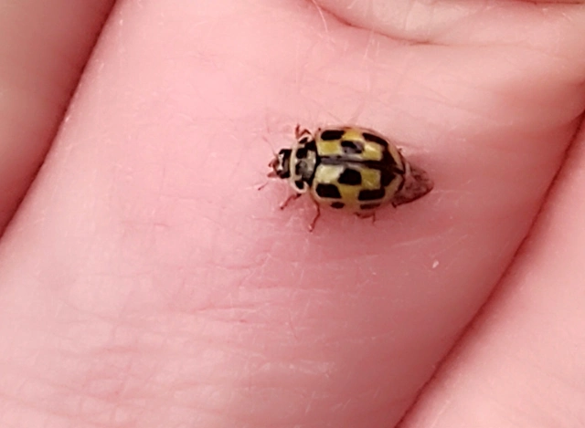 Propylea quatuordecimpunctata - tizennégypettyes füsskata