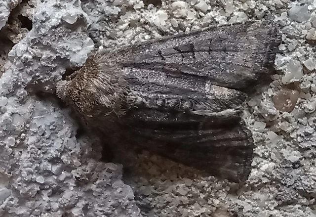 Oligia latruncula - fekete dudvabagoly
