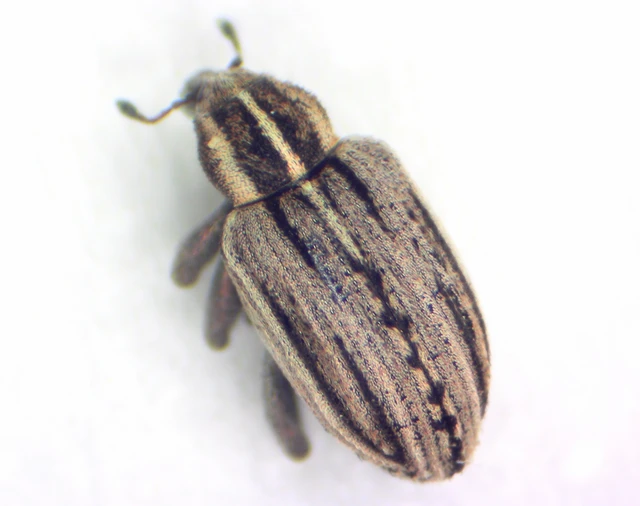 Curculionidae - ormányosbogár-félék