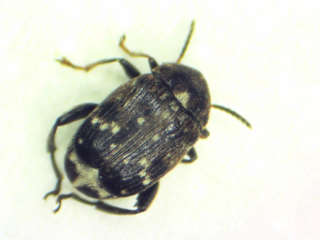 Bruchinae