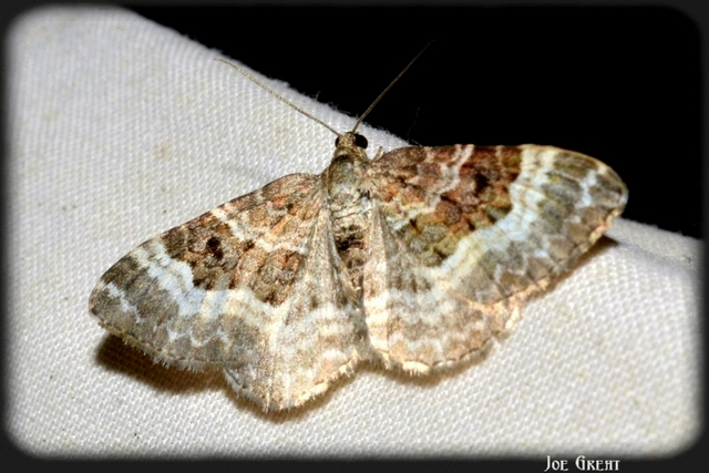 Epirrhoe alternata - galaj-tarkaaraszoló
