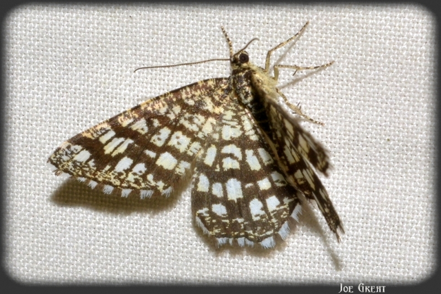 Chiasmia clathrata - rácsos rétiaraszoló