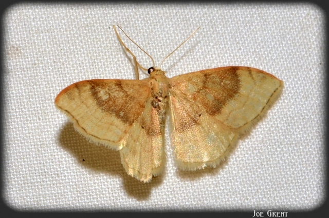 Idaea degeneraria - barnasávos araszoló