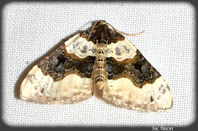Cosmorhoe ocellata - szemes galajaraszoló