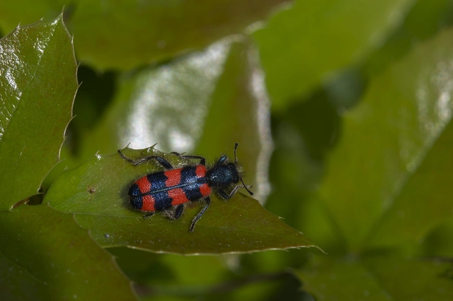 Trichodes favarius - hatfoltos méhészbogár