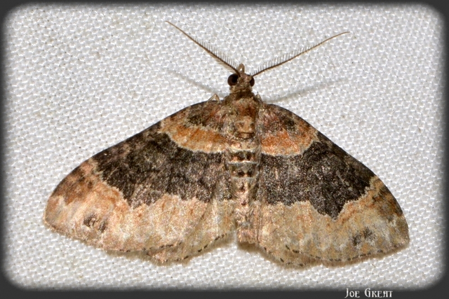 Xanthorhoe ferrugata - kerti tarkaaraszoló