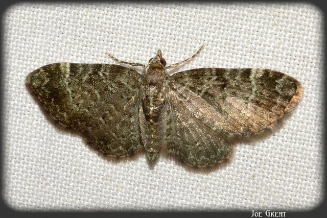 Pasiphila chloerata - hamvas törpearaszoló